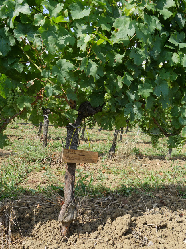 Виноградник на урожай